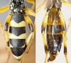 Ichneumon sarcitorius